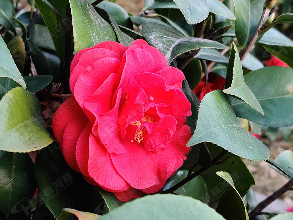 桂林鴻程花團(tuán)錦簇，滿園春色，邀您一起共賞春景，共商大計！